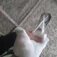 پروازی کله ای کاکولی