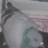 کبوتر واگذاری