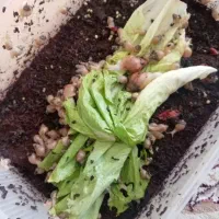 حراج حلزون آلبینو