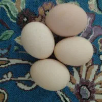 تخم مرغ محلی نطفه دار