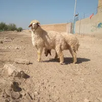 بره نر چاق بز گوسفند گاو گوساله میش|حیوانات مزرعه|اهواز, منازل کارون|دیوار