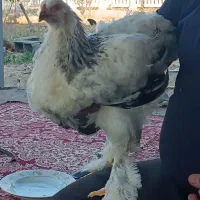 برهما