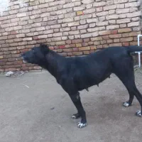 سگ ماده