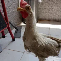 یک عدد خروس