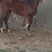 اسب