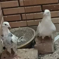 کفتر ساعت بالا