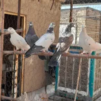 کفتر پرشی ساعت بالا 7ساعت
