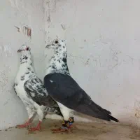 بزک|پرنده|بجنورد, |دیوار