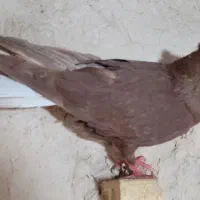 سرخ دم سفید نفر زرد دم سفید ماده