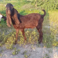 نربز پاکستانی چپشت رودان