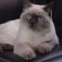 گربه