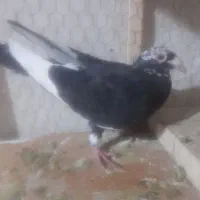 قهره سیاه بلژیکی ماده