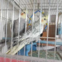 فروش عروس هلندی
