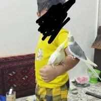 عروس هلندی نر و ماده مولد
