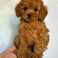 toy poodle Red