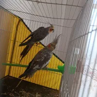 عروس هلندی نر و ماده در ساحل برج
