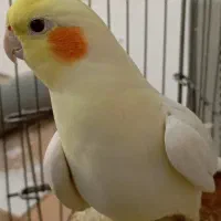 عروس نر فقط امشب