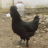 مرغ جوان کاکلی سیاه