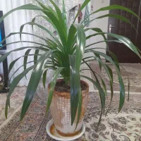 گل  اپارتمانی