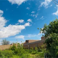 گلاب خانگی کاملا طبیعی