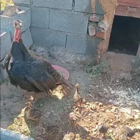 بوقلمون