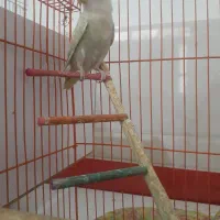 طوطی برزیلی