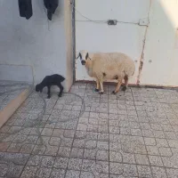میش  بره دارجوان