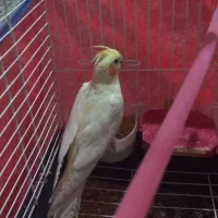 عروس هلندی مهربان