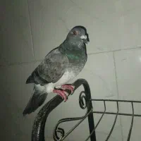 کبوتر پلاکی بزک کشکی سینه سفید