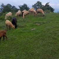 ۱۸ راس گوسفند داشتی