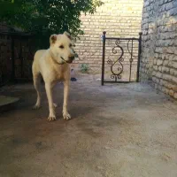 سگ رمه|سگ|خواف, |دیوار
