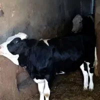 گوساله ماده قربانی