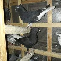 کبوتر