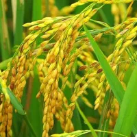برنج محلی چمپا خوش طعم