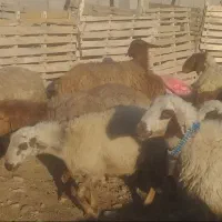 فروش شیشک میش بره دار قلمه وترکی