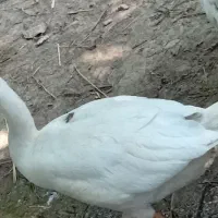 غاز