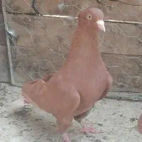 چند جفت کفتر خوشکل