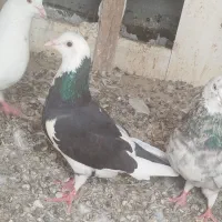 کبوتر ساده و تهرانی
