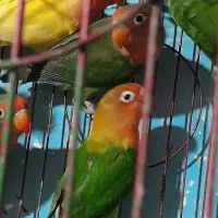 پرنده فروشی