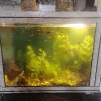 آکواریوم با ماهی گوپی و گیاه
