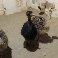 شترمرغ