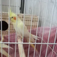 عروس هلندی ماده معاوضه با نر
