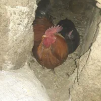 مرغ خروس|حیوانات مزرعه|مریوان, |دیوار
