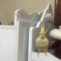 عروس هلندی سخنگو