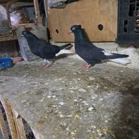 دوتاماده زاغ دم سفید خوشکل