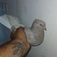 پرنده دمسفید