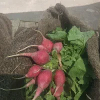 سبزی تازه مستقیم از نیشابور