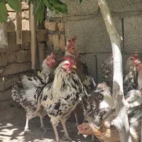 مرغ|حیوانات مزرعه|شهرکرد, |دیوار
