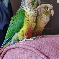 طوطی گرینچیک جفت
