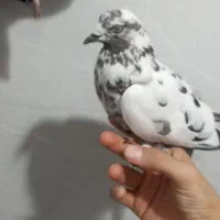 کفتر سوسکی پرشی
